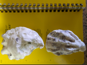 Pacific oysters