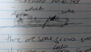 Drawing turtle on log