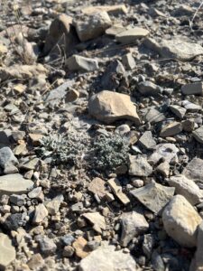 draba