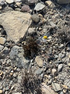seashore camomile