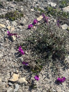 alpine milk vetch